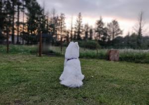 Un chien blanc est assis dans l'herbe dans l'établissement A l'Ombre des Bois, Chambre double confort, à Neung-sur-Beuvron