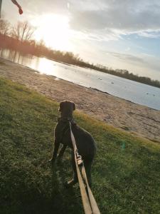 TiMaLou في Großheide: كلب يقف على حبل بالقرب من الماء