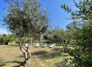 a group of lounge chairs in a field with trees at Calafato Guest House in Favignana