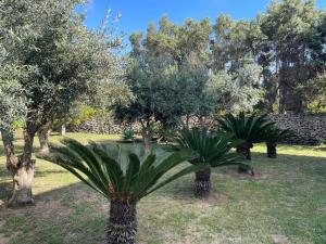 two palm trees in a yard with trees at Calafato Guest House in Favignana
