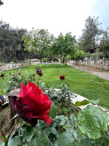 uma rosa vermelha num jardim com um parque em Ultra Lüx Tarihi Villa em Yenice