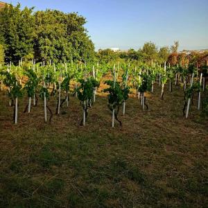 Gallery image of Orlando, quadrupla con bagno privato in Mascalucia