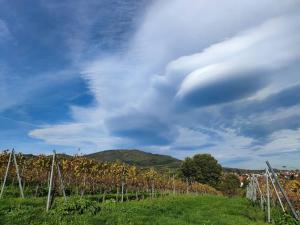 un vignoble dans un champ sous un ciel nuageux dans l'établissement Beau duplex au pied des Vosges, à Uffholtz
