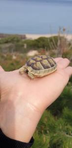 una persona sosteniendo una tortuga en su mano en Sardinian Seaside Retreats, en Badesi