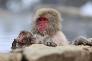 two monkeys sitting next to each other on a rock at Hotel Sunplaza Tsugaike in Otari