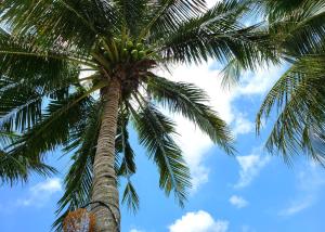 un palmier avec une bande de noix de coco dessus dans l'établissement Ancarine Beach Resort, à Duong Dong