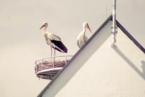 Fotografie z fotogalerie ubytování DASWEINBERG contactless check-in v destinaci Podersdorf am See