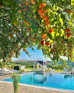 a swimming pool with an orange tree in the foreground at Hilltop Borbirtok & Étterem in Neszmély