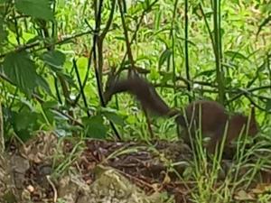 a squirrel walking through the grass in a field at Agriturismo La Ripa in Reggello