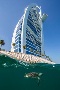 una tartaruga che nuota in acqua di fronte a un edificio di Burj Al Arab Jumeirah a Dubai