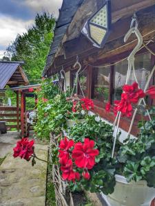 a group of red flowers in white pots in front of a house at Cabana „Stâna din Deal” in Proviţa de Sus