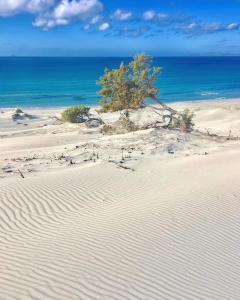 a tree sitting on top of a sandy beach at Case Vacanze Il Sogno 2 in Porto Pino