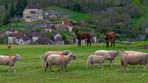 Altri animali domestici presso l'affittacamere o nei dintorni