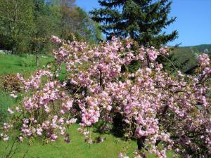 een bosje roze bloemen in een veld bij Ferienwohnung Haus Sommerberg in Leonhardshof