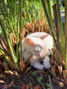 a white cat is laying in a plant at Ferienwohnung Haus Sommerberg in Leonhardshof