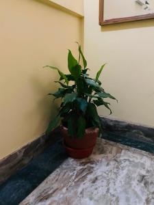 Fotografie z fotogalerie ubytování Pokhara Eco Friendly Home v destinaci Pókhara