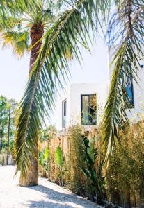 palma przed domem w obiekcie Villas Alemagou w mieście La Croix-Valmer