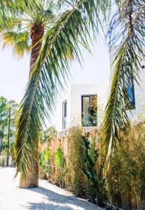 a palm tree in front of a house at Villa Alemagou in La Croix-Valmer