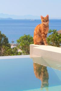 Majutusasutuse Villa with View of Agios Ioannis and Pool with Jacuzzi külastajatega peatuv lemmikloom või lemmikloomad