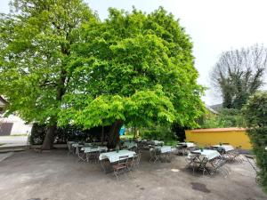 un groupe de tables et de chaises sous un grand arbre dans l'établissement Brauereigasthof Schlüsselkeller, à Giengen an der Brenz