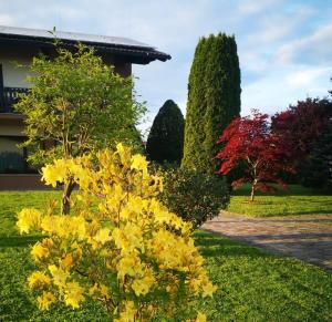 un groupe de fleurs jaunes dans une cour dans l'établissement Apartments AD Radenci, à Radenci