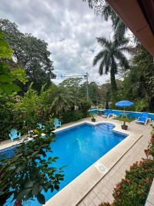 a large swimming pool with blue chairs and a palm tree at Hospedaje Colibri in Manuel Antonio