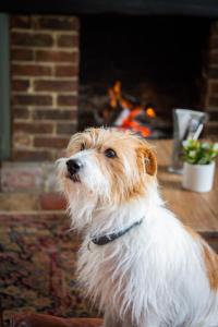 a brown and white dog standing in front of a fireplace at The Cricketers Inn in Petersfield
