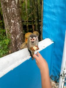 eine Person, die einem Affen ein Stück Nahrung gibt in der Unterkunft Hospedaje Colibri in Manuel Antonio