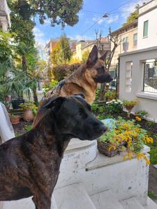 two dogs standing on top of a flower planter at Mavipagi in Verona
