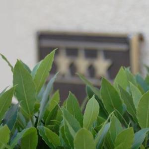 a plant with green leaves in front of a radiator at Akzent Hotel Residence Bautzen in Bautzen