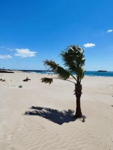 eine Palme im Sand am Strand in der Unterkunft voilier Cap d'Agde in Cap d'Agde