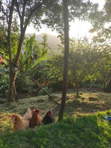 tres pollos sentados en la hierba bajo un árbol en La Casita de Chocolate 2 en Bogotá