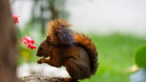 a squirrel standing on a rock eating a flower at Greenview Medellin By St Hoteles in Medellín