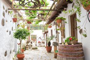 Casa Rural Felipe Luis في San Juan de la Rambla: ساحة مع نباتات الفخار في مبنى