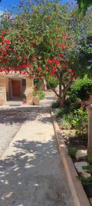 Zahrada ubytování Villa Anthemida Chania