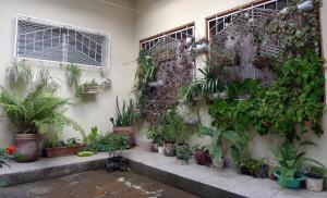 a bunch of plants on the side of a building at Matagalpa Tours Guest House in Matagalpa