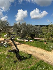 un arbre dans un champ avec un chemin de terre dans l'établissement Trulli Barsento, à Alberobello 21 autres photos