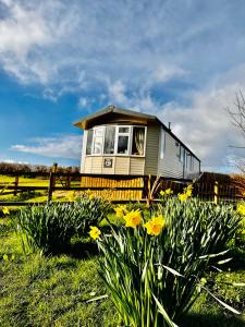 a tiny house in a field with yellow flowers at Highgate Mountain in Pembrokeshire