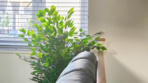a green plant sitting on a window sill at Stunning Two-Bedroom Apartment at A3REE, Free Parking, near Cribbs Causeway Mall in Bristol