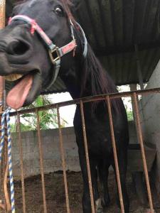 Gallery image of Casa de vacaciones rancho la chingada in Tecolutla