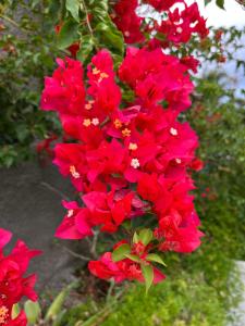 un ramo de flores rojas en un árbol en Ti bwa Lodge, en Capesterre-Belle-Eau