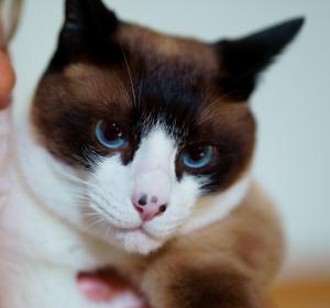 a black and white cat with blue eyes at Takamatsu Guesthouse BJ Station in Takamatsu