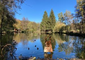 a lake with ducks swimming in the water at Wyndham Garden Donaueschingen in Donaueschingen
