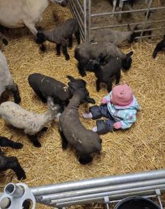 a baby is playing with black goats in a pen at Ferienwohnung Schipmann in Krempdorf