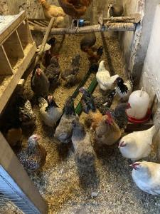 eine Gruppe von Hühnern, die in einem Käfig herumstehen in der Unterkunft Ferienwohnung Schipmann in Krempdorf