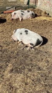 dos cerdos tirados en el suelo en la tierra en Ferienwohnung Schipmann, en Krempdorf