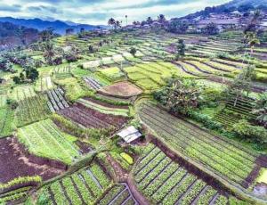 an aerial view of a field of crops at WATURAKA TOURISM VILLAGE in Ende