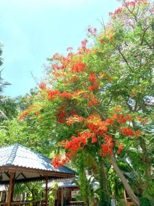 Zahrada ubytování Koh Tao Tropicana Resort