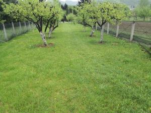 una fila de árboles en un campo de hierba en Holiday Home Dragon, en Visoko