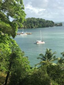 two boats in a large body of water with trees at Catamaran El Pelegrino in Les Anses-dʼArlets